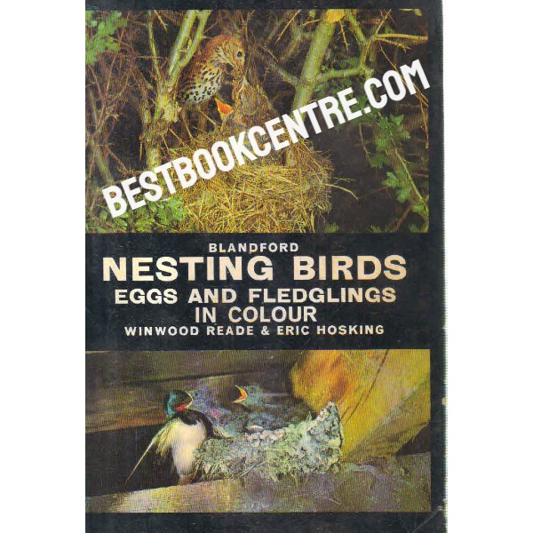 blandford nesting birds