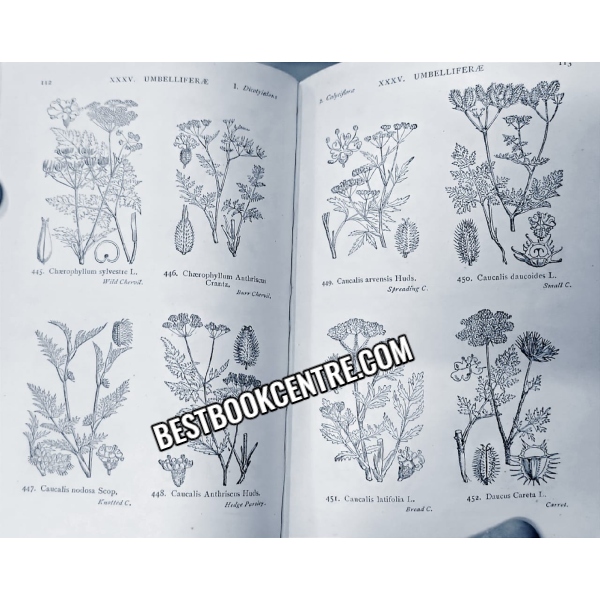 Illustrations of the British Flora